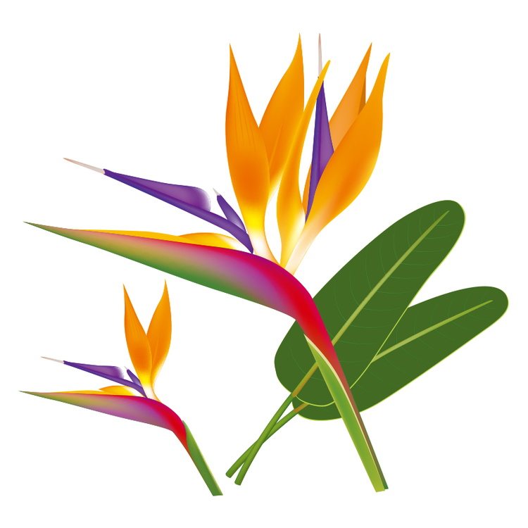 社交ダンス、札幌、ダンス教室、白石区、ボールルーム